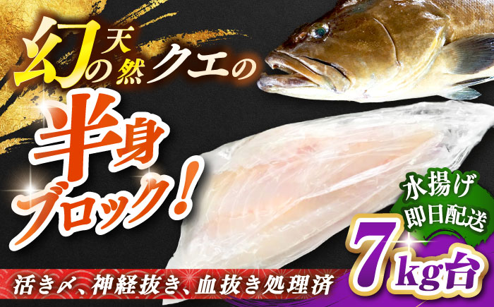 天然クエ（一本丸ものサイズ 7キロ台・半身ブロック） [JBS097] 280000 280000円 28万円