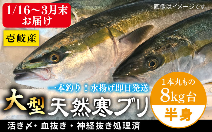 【1/16～3月末お届け】天然 寒ブリ（一本丸ものサイズ8キロ台 半身ブロック）《壱岐市》【壱岐島 玄海屋】 [JBS098] 62000 62000円