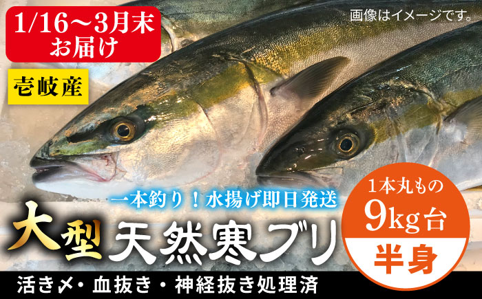 【1/16～3月末お届け】天然 寒ブリ（一本丸ものサイズ9キロ台 半身ブロック）《壱岐市》【壱岐島 玄海屋】 [JBS099] 70000 70000円
