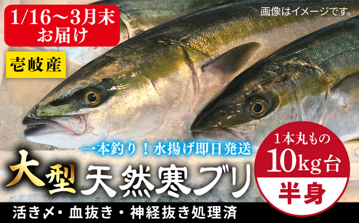 【1/16～3月末お届け】天然 寒ブリ（一本丸ものサイズ10キロ台 半身ブロック）《壱岐市》【壱岐島 玄海屋】 [JBS100] 89000 89000円