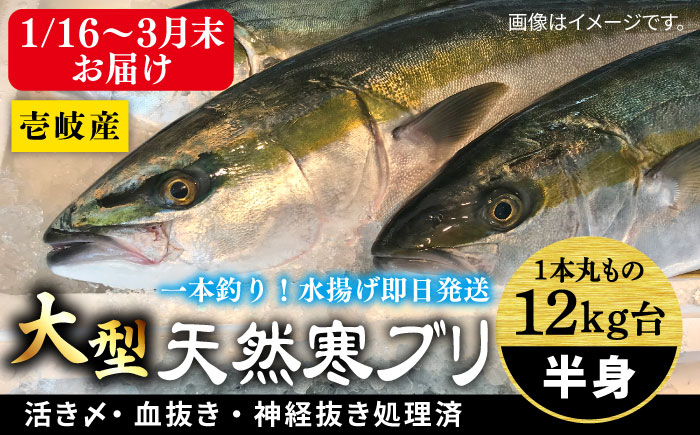 【1/16～3月末お届け】天然 寒ブリ（一本丸ものサイズ12キロ台 半身ブロック）《壱岐市》【壱岐島 玄海屋】 [JBS102] 104000 104000円