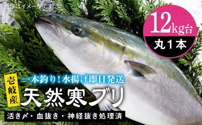壱岐島産天然寒ブリ（12ｷﾛ台・丸もの） [JBS108]