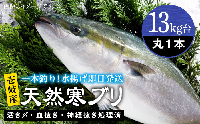 壱岐島産天然寒ブリ（13ｷﾛ台・丸もの） [JBS109]