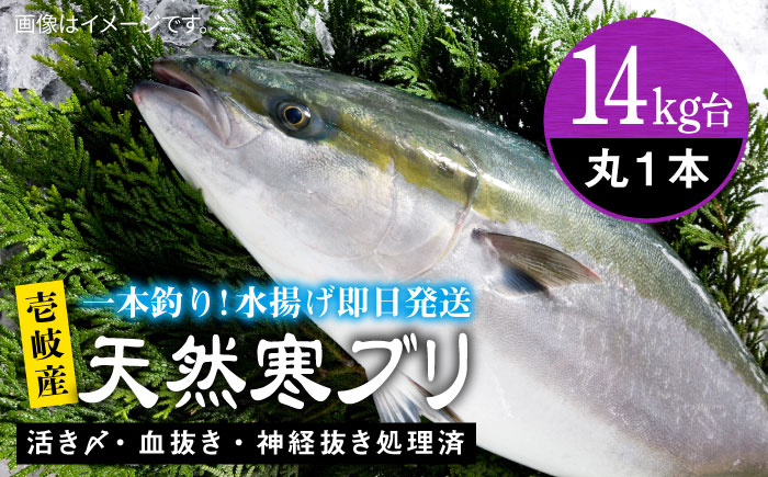 壱岐島産天然寒ブリ（14ｷﾛ台・丸もの） [JBS110]