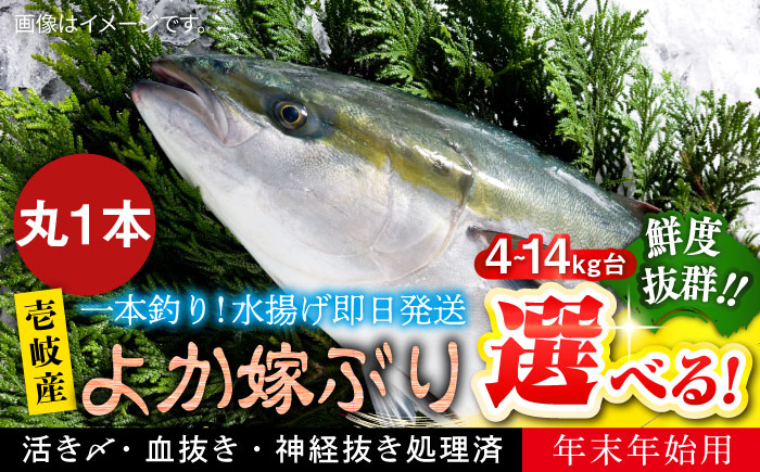 【12/20～翌1/5お届け】壱岐島産天然寒ブリ よか嫁ぶり（4キロ台・丸もの）《壱岐市》【壱岐島 玄海屋】 [JBS130] 4キロ台