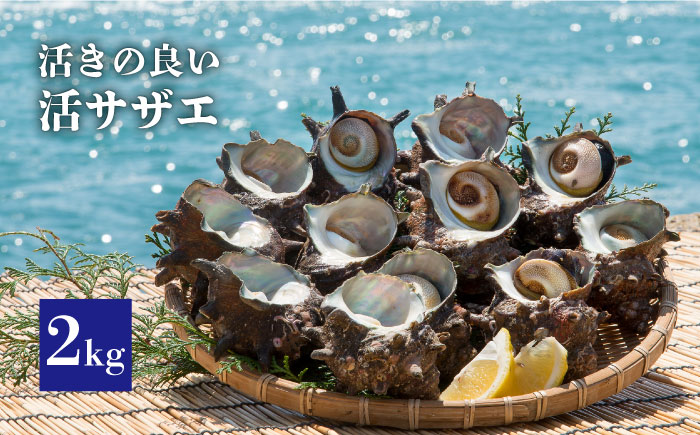 活 サザエ 2kg 《壱岐市》【丸和水産】[JCJ005] 16000 16000円