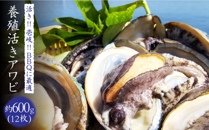 あわび 活き！壱岐！養殖アワビ 約 500g (約 50g × 10枚)【住吉水産】 [JDQ001] 鮑 アワビ 海鮮 18000 18000円