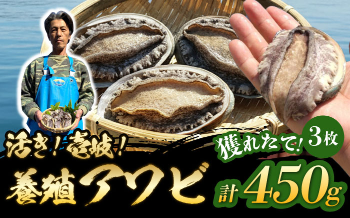 国産養殖アワビ 活き！壱岐！アワビ 計450g（約150g×3枚）《壱岐市》【住吉水産】アワビ 鮑 養殖 貝 海産物 魚介 魚貝 産地直送 お刺身 冷蔵発送 [JDQ008]
