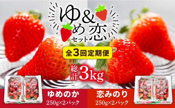 【先行予約】【全3回定期便】いちご イチゴ 苺 ゆめのか 恋みのり 計 1kg「ゆめ恋セット」 （250g × 4パック）【2026年2月以降順次発送】《壱岐市》【蒼花】 [JEO003] 45000 45000円