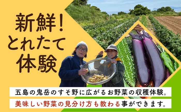 旬野菜の収穫体験 お土産の特典付　大人1人分　五島市/株式会社五島のやぁしゃ便 [PBG006]