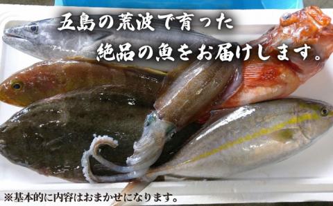 贅沢鮮魚セット3kg（エラ/内臓処理済） 五島市/五島FF[PBJ006] 冷蔵 鮮魚 魚介 刺身