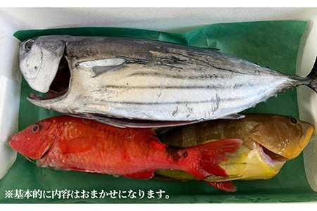 旬の地魚セット2kg（ウロコ/エラ/内臓処理済） 五島市/五島FF[PBJ009]