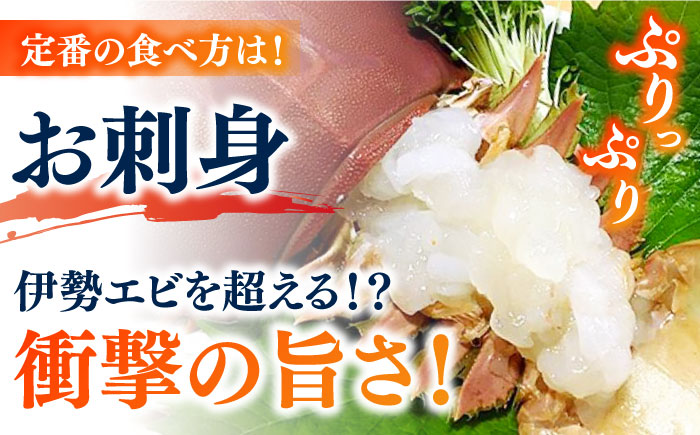 【2026年先行予約】うちわえび約500g（3-9尾） 五島市/五島FF[PBJ011] 希少 ウチワエビ うちわエビ 海老 えび 旬 新鮮 海鮮