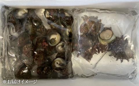 【天然海の幸、お酒のお供にも】おまかせ！五島の貝類詰め合わせ 1~2kg 鮮魚 【五島FF】[PBJ013]