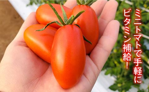 【食卓にトマトで彩りと笑顔を！】あまくておいしい！ミニトマト6袋【野口とまと】[PCJ002]