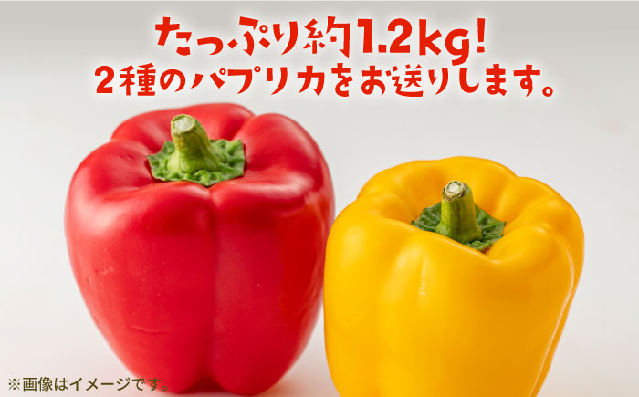 【肉厚ジューシー】五島のパプリカ 約1.2kg 五島市/HPIファーム [PCP007]