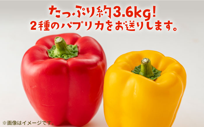 【肉厚ジューシー】五島のパプリカ 約3.6kg 五島市/HPIファーム  [PCP010]