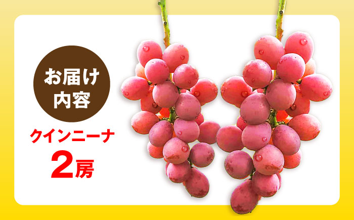 クイーンニーナ 2房 五島市/HPIファーム [PCP018]