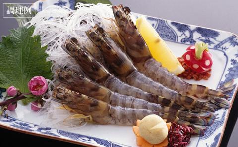 【先行予約】新鮮 五島特産 活車海老 (養殖) 250g (5~15尾) 国産 五島市/拓水 五島事業場【PCU003】