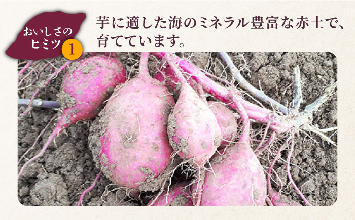 五島産生芋5kg 安納芋 シルクスイート 紅はるか ふくむらさき 和菓子 スイーツ 五島市/芋蔵林 [PDO007]