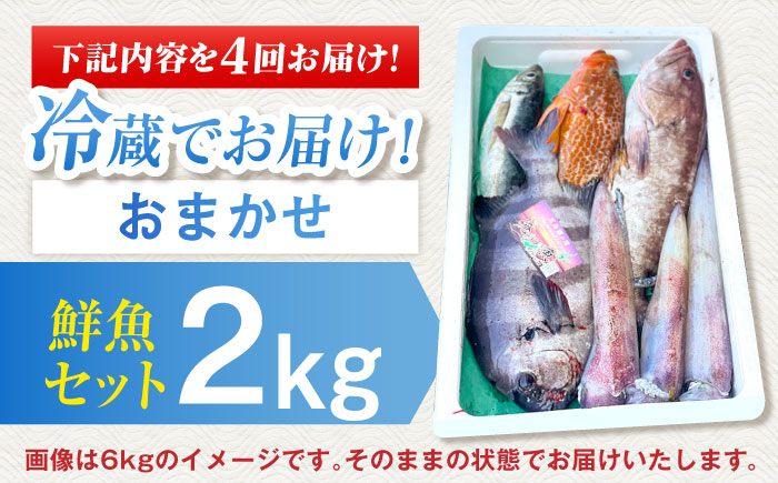 【全4回定期便】【五島列島直送】朝獲れ高級鮮魚セット2kg 五島市 / 鯛福丸水産[PDP005]  魚 鮮魚 セット 海鮮 直送 さかな 詰合せ 冷蔵 定期