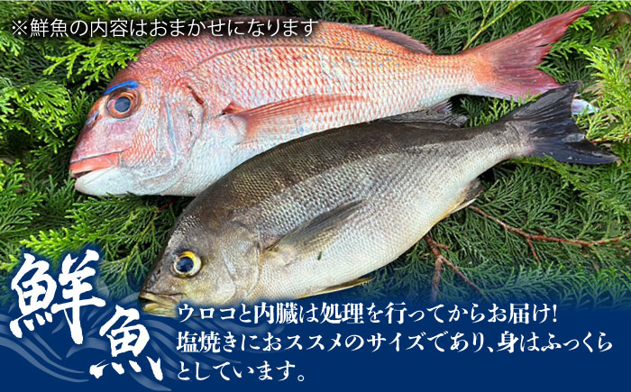 【鮮魚！エビイカ！サザエ！肉】五島を味わう海鮮BBQセット（海水塩 五島灘のめぐみ【焼塩】付）五島市/鯛福丸水産[PDP010]    海鮮 えび いか さざえ BBQ セット 魚 牛肉 豚肉