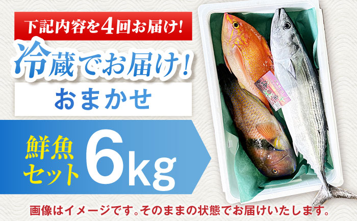 【全4回定期便】【五島列島直送】朝獲れ鮮魚セット6kg 五島市/鯛福丸水産[PDP015]   魚 鮮魚 セット 海鮮 直送 さかな 詰合せ 冷蔵 定期
