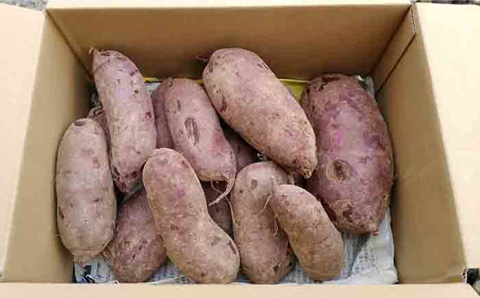 五島列島直送 自然栽培 こだわりの紫芋 五島市/ぷらっと農園 [PDS006]
