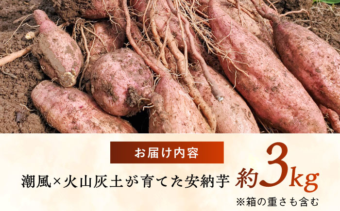潮風と火山灰土が育てた島さつまいも『安納芋』3kg 五島市/あわたに農園 [PGO005]