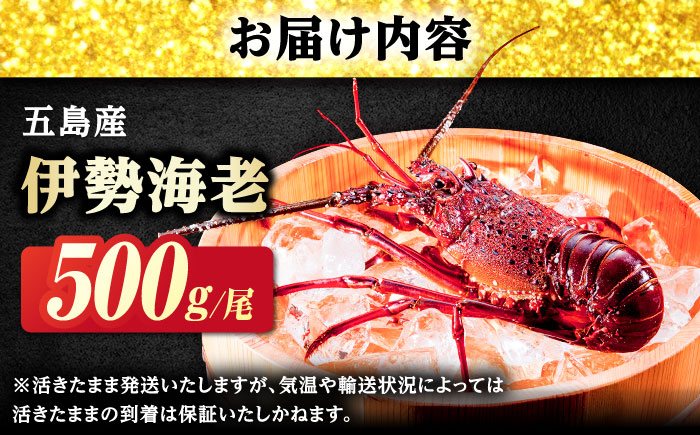 伊勢海老(活き) 500g　五島市/真栄丸 [PGR002]