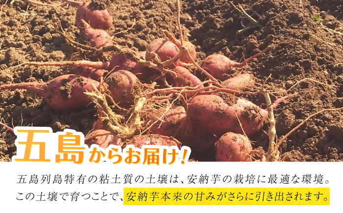 こばさんちの安納芋Lサイズ10kg 五島市/こばさんち農園 [PGW003]