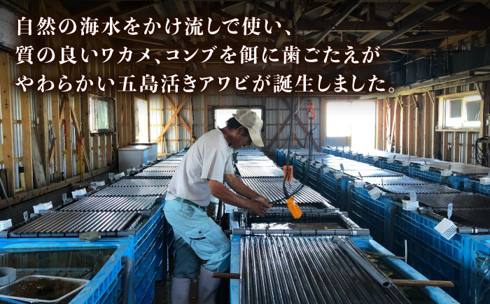 【日付指定必須】五島産養殖 活きアワビ・バーベキューセット 30個セット 約750g 五島市/（有）都工業 BBQ あわび 鮑 [PEX007]