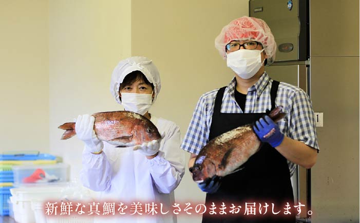 【6回定期便】【五島列島の新鮮真鯛】鯛茶漬け8食（あおさ塩だし） 五島市/NEWパンドラ[PAD010]  真鯛 タイ アオサ 出汁 だし 海鮮 刺身 冷凍 ギフト 魚