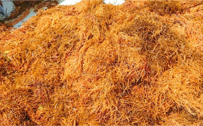 【数量限定】50セット限り あおさ アカモク 佃煮 100g×5本 五島市/心誠 [PCG006]