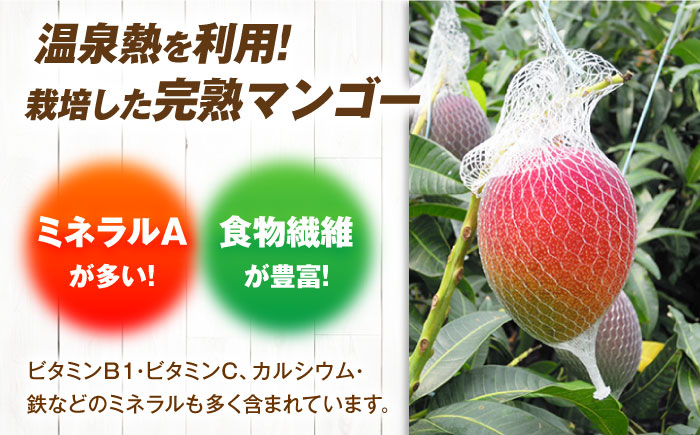 【先行予約】栄養満点 五島産完熟マンゴー (2玉入)五島市/HPIファーム [PCP002]