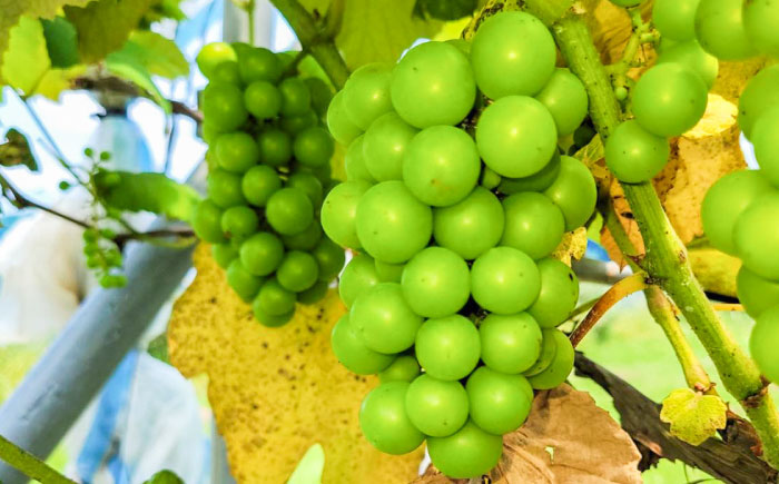 【2026年発送】シャインマスカットとパプリカ 五島市/HPIファーム ブドウ ぶどう 野菜 果物 [PCP015]