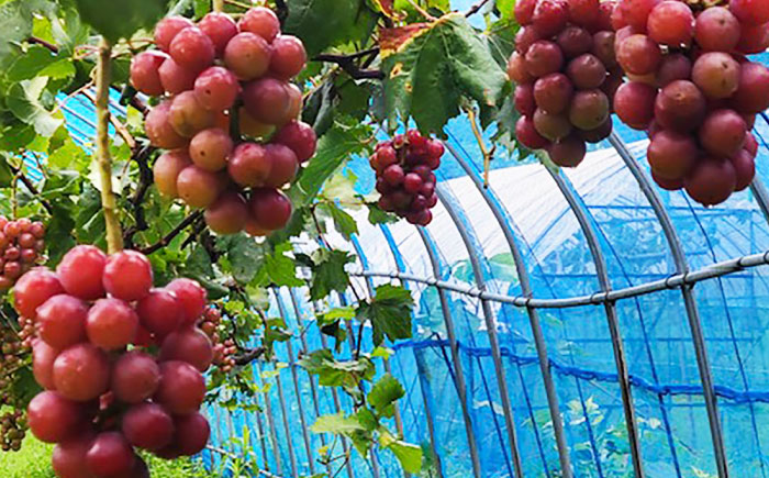 【2026年発送】クインニーナとパプリカ 五島市/HPIファーム ブドウ ぶどう 野菜 果物 [PCP016]