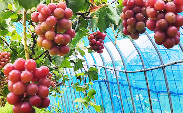 シャインマスカット1房＆クイーンニーナ1房 五島市/HPIファーム [PCP019]