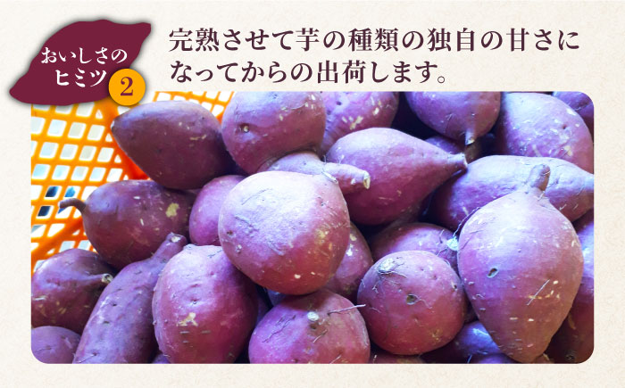 五島産生芋5kg 安納芋 シルクスイート 紅はるか ふくむらさき 和菓子 スイーツ 五島市/芋蔵林 [PDO007]