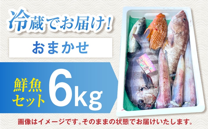 【五島列島直送】朝獲れ高級鮮魚セット6kg 五島市 / 鯛福丸水産[PDP004]  魚 鮮魚 セット 海鮮 直送 さかな 詰合せ 冷蔵