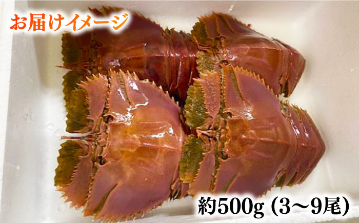 【2026年先行予約】うちわえび約500g（3-9尾） 五島市/五島FF[PBJ011] 希少 ウチワエビ うちわエビ 海老 えび 旬 新鮮 海鮮