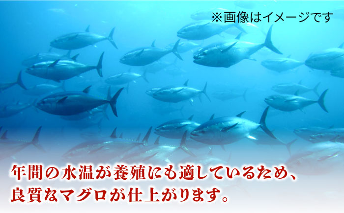 長崎県五島産 近大マグロ （中トロ）刺身ブロック 五島市/五島ヤマフ[PAK018]