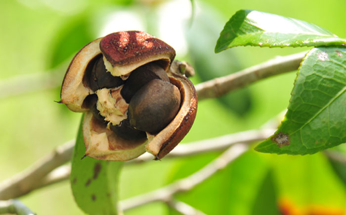 【12回定期便】【べたつかない、高保湿】雫 椿オイル1本（ナチュラル）五島市/椿乃[PAM034] 髪 顔 手足 保湿オイル
