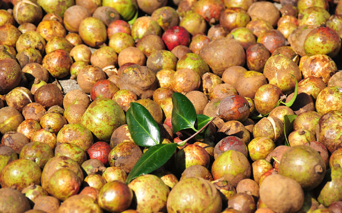 【12回定期便】椿乃 椿茶30包×3袋（90日分）健康 体質改善 発酵 お茶 国産 五島市/椿乃[PAM043] つばき茶 健康 体質改善 発酵 お茶 国産 常温 五島市/椿乃