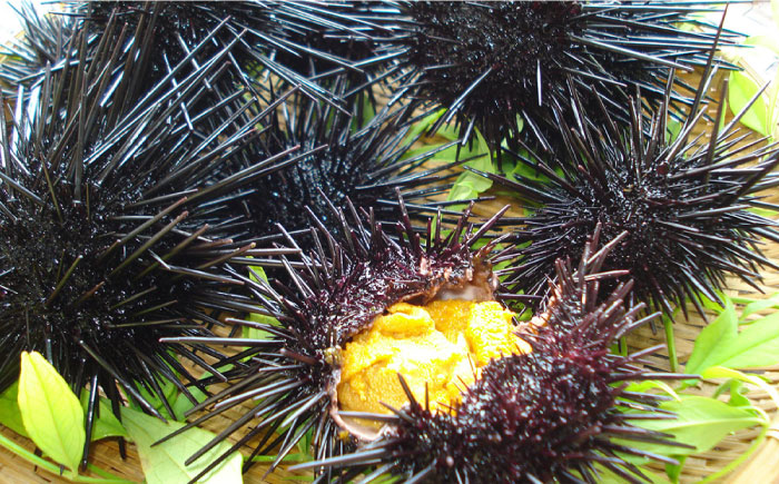 長崎俵物 五島列島 粒うに120g（60g×2本） 五島市/奈留町漁業協同組合[PAT002]セット 珍味 ムラサキウニ