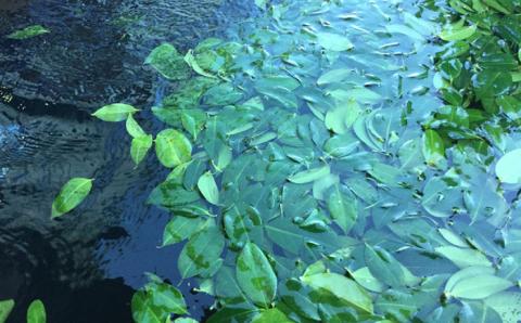 7日程度発送）五島つばき茶リーフ５０g【グリーンティ五島】[PAV020]