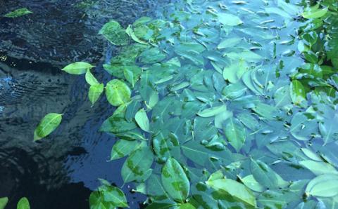 7日程度発送）五島つばき茶リーフ２０g【グリーンティ五島】[PAV022]