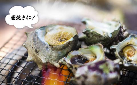 【2025年1月先行予約】五島の天然さざえ 約1.5kg 鮮魚 【五島FF】[PBJ008] サザエ 栄螺 貝 海鮮 BBQ 壺焼き 刺身 冷蔵