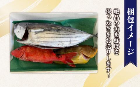旬の地魚セット2kg（ウロコ/エラ/内臓処理済） 五島市/五島FF[PBJ009]