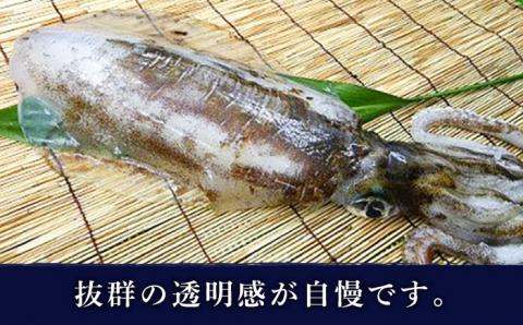 【五島列島産】最高級アオリイカ1kg-1.2kg（下処理前） 五島市/マルセイ水産[PBT003]  刺身 冷凍 いか 海鮮 あおりいか 海産物